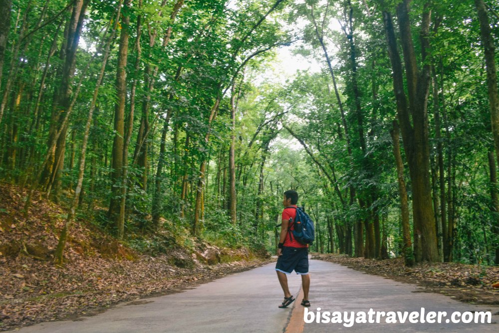 Campo 7 Man-Made Forest: A Mysterious Eye-opening Experience In Cebu  