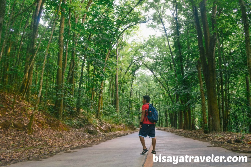 Campo 7 Man-Made Forest: A Mysterious Eye-opening Experience In Cebu  