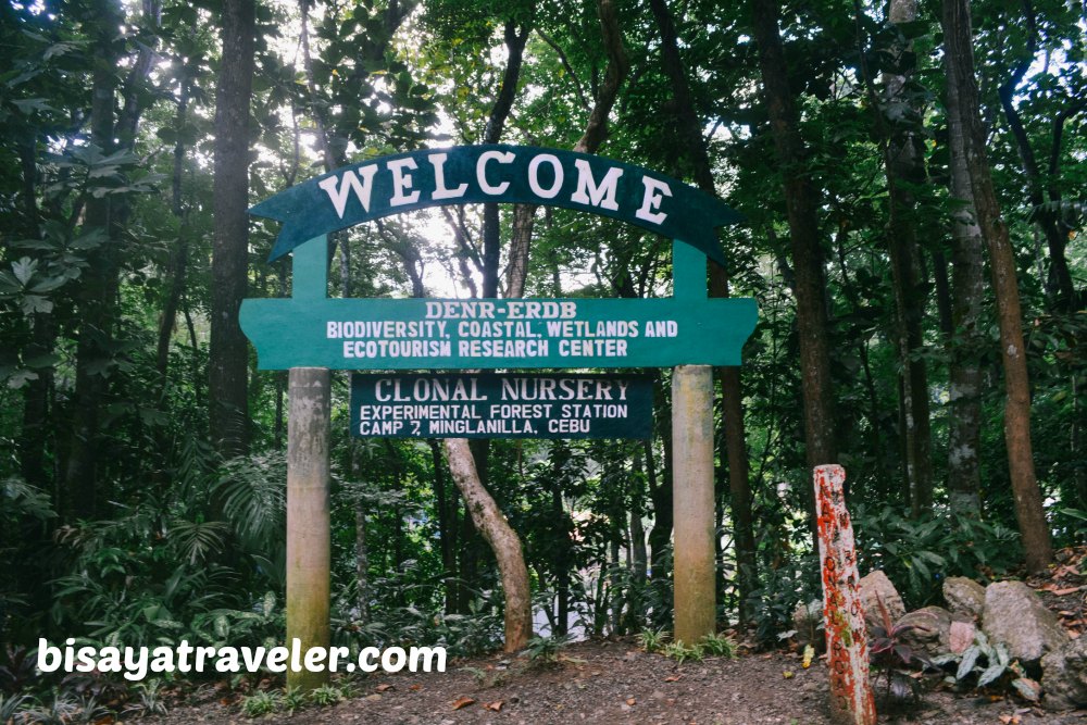 Campo 7 Man-Made Forest: A Mysterious Eye-opening Experience In Cebu  