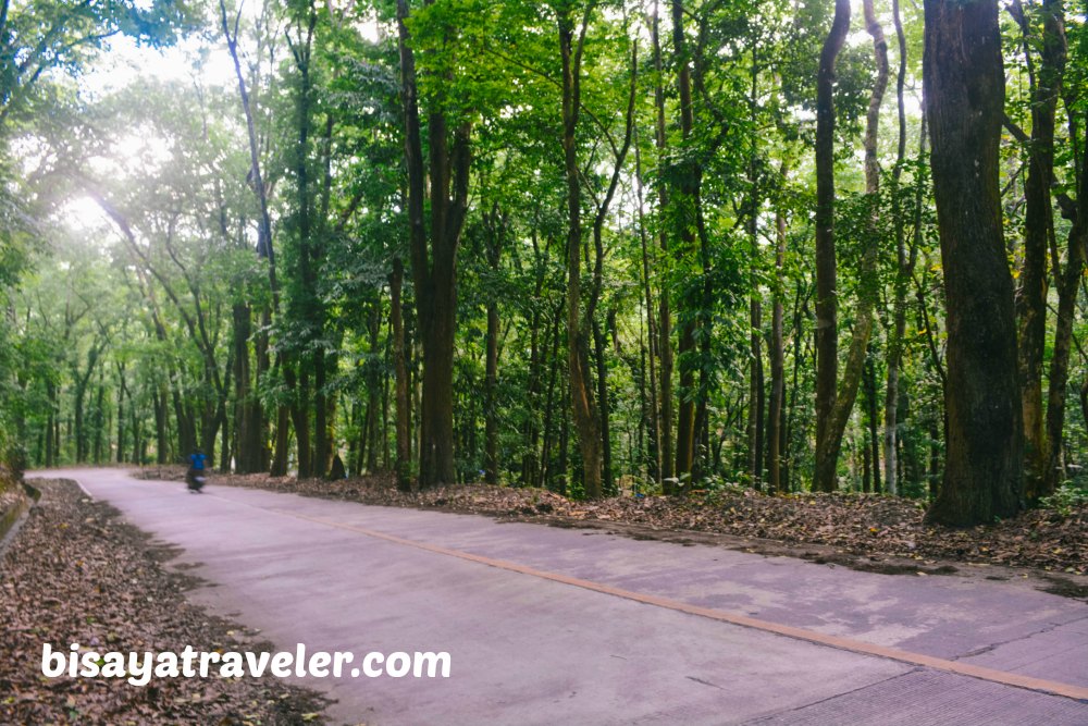 Campo 7 Man-Made Forest: A Mysterious Eye-opening Experience In Cebu  