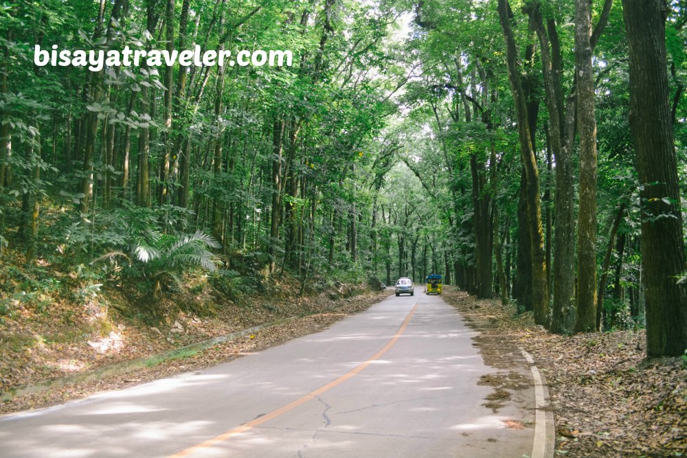 Campo 7 Man-Made Forest: A Mysterious Eye-opening Experience In Cebu  