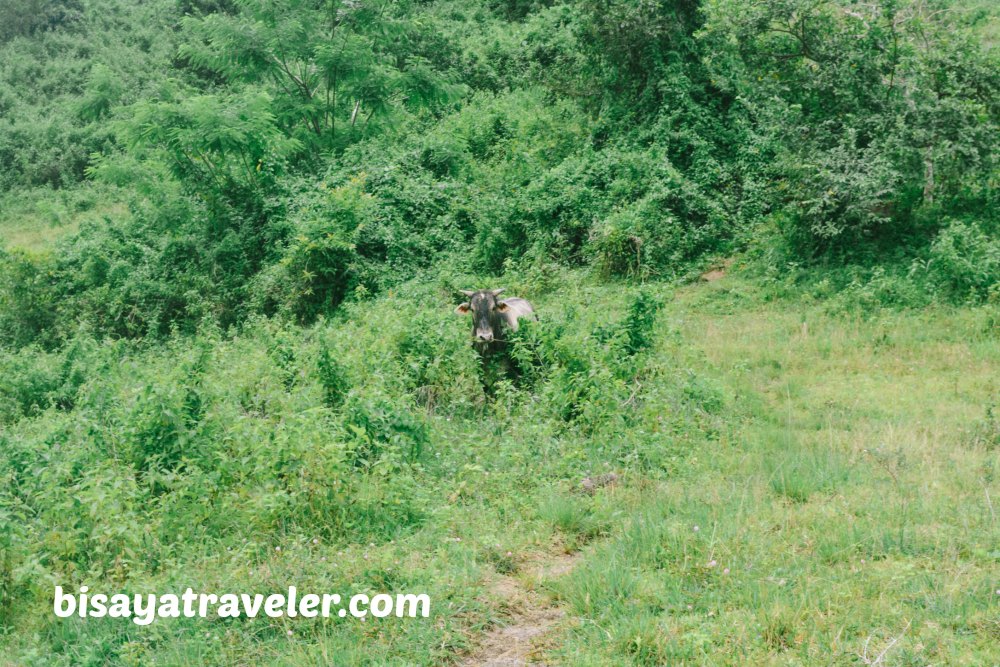 Mount Kalbasaan: Hiking A Scenic Yet Overlooked Trail In Cebu