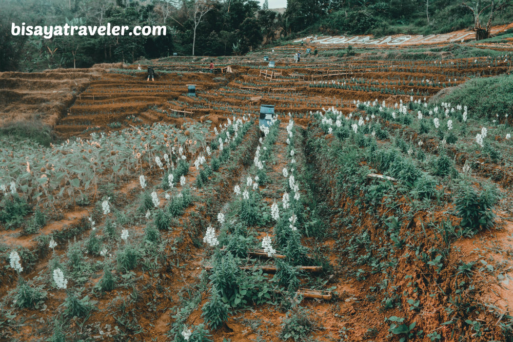 Techno Demo Farm: The Perfect Appetizer To A Scenic Dalaguete Adventure