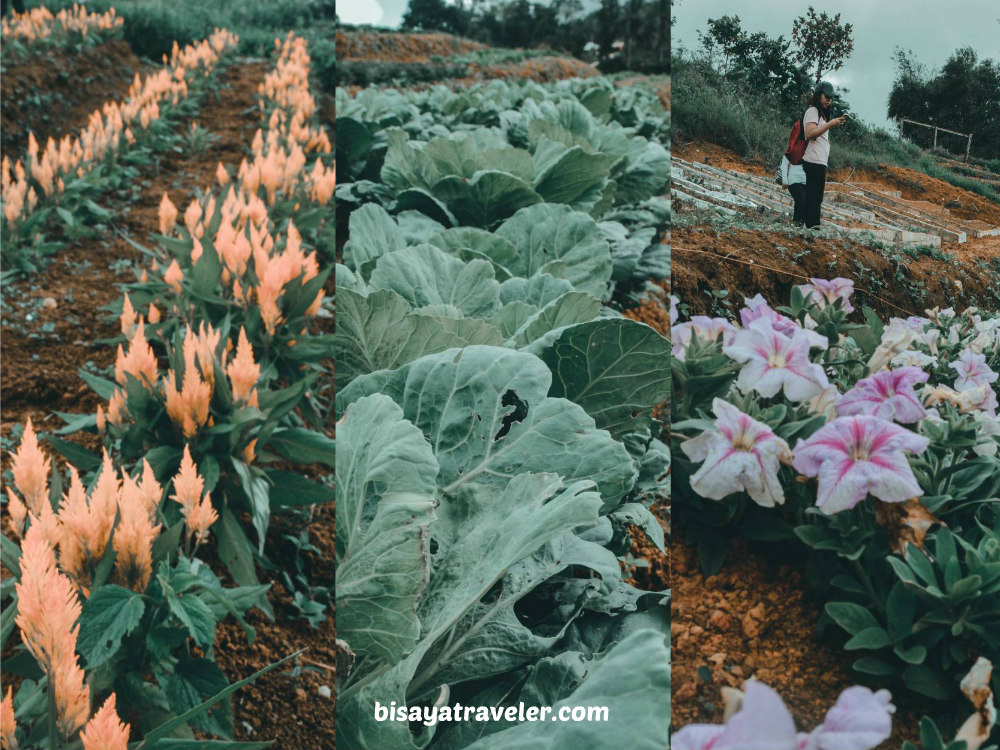 Techno Demo Farm: The Perfect Appetizer To A Scenic Dalaguete Adventure