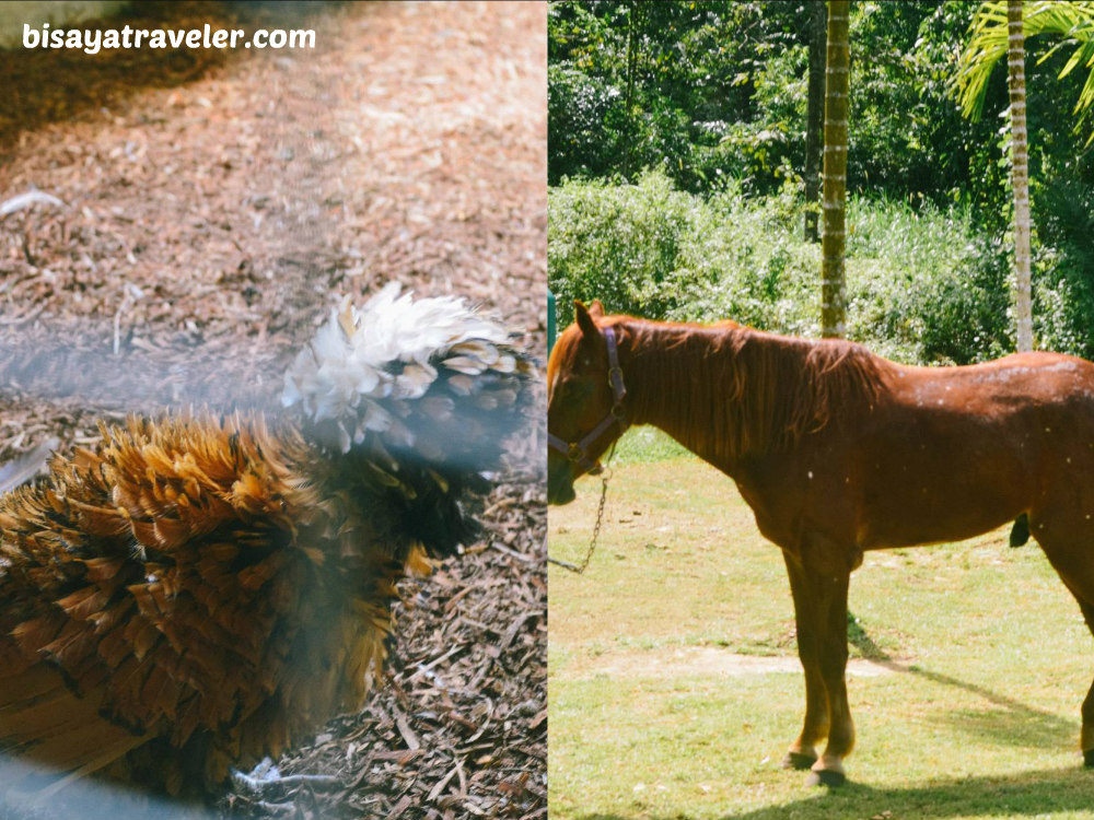 Kangcaramel Cave: Exploring An Offbeat, Underrated Cavern In Baclayon, Bohol