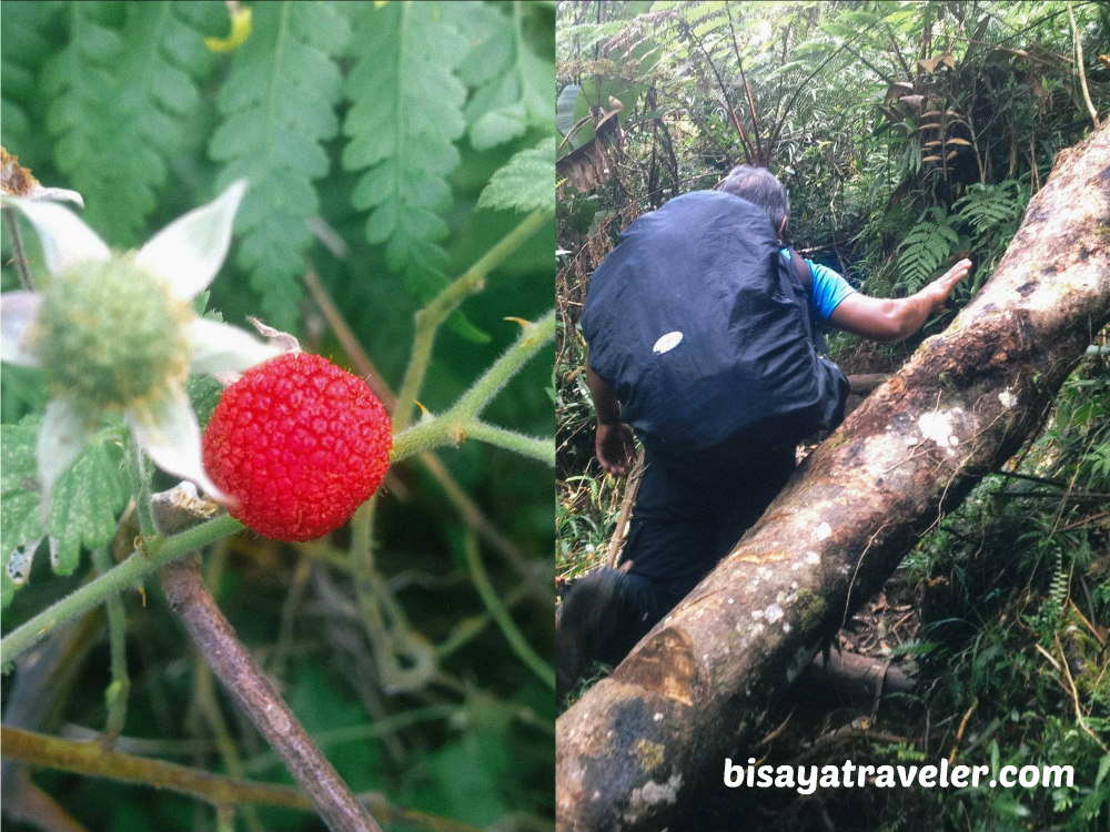 Alto Peak: Conquering The Treacherous Highest Summit Of Eastern Visayas   