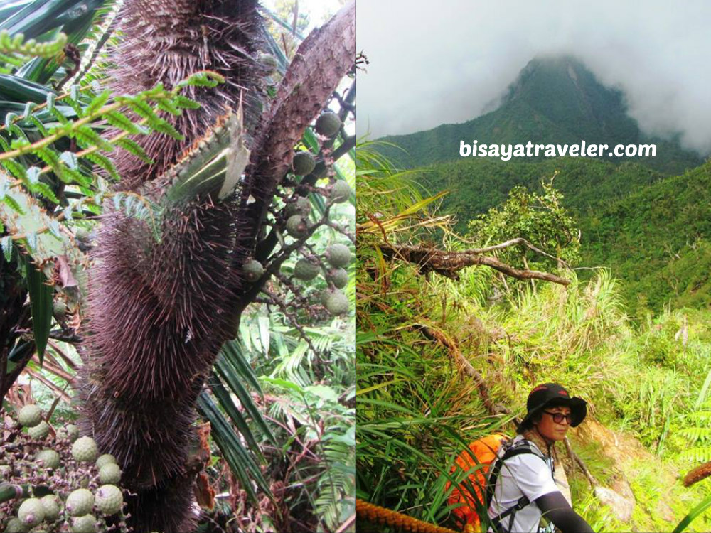 Alto Peak: Conquering The Treacherous Highest Summit Of Eastern Visayas   