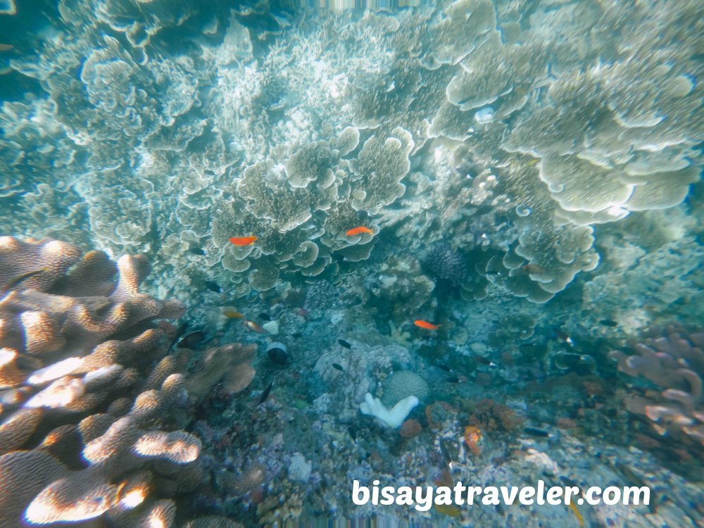 Pescador Island and Sardines Run: Cebu's Underwater Spectacles