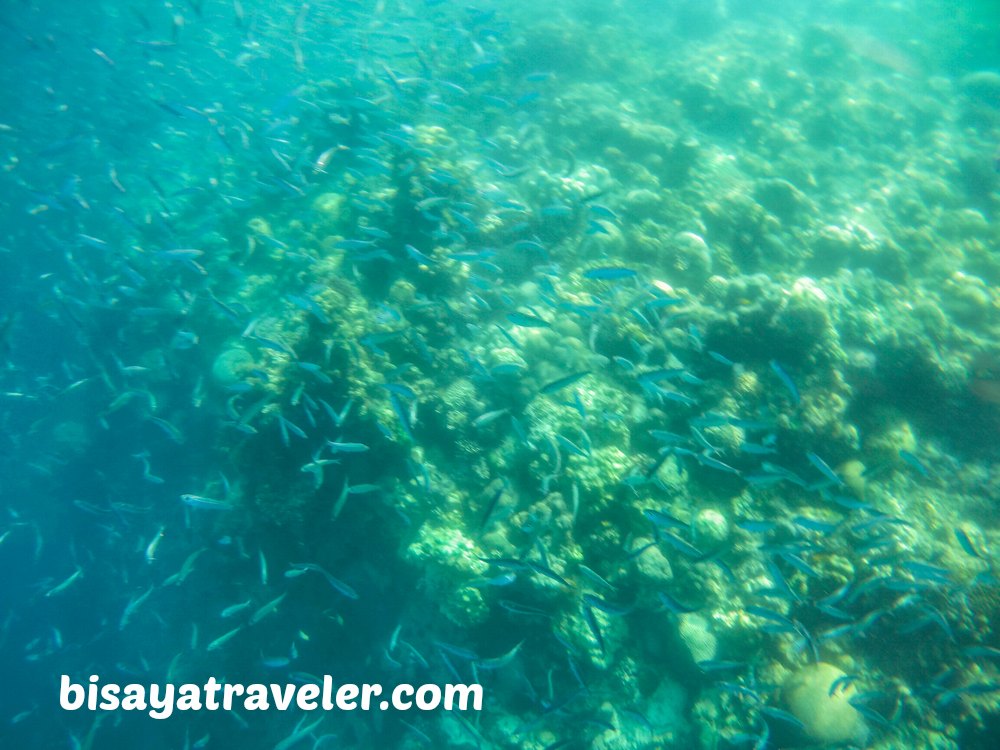 Pescador Island and Sardines Run: Cebu's Underwater Spectacles