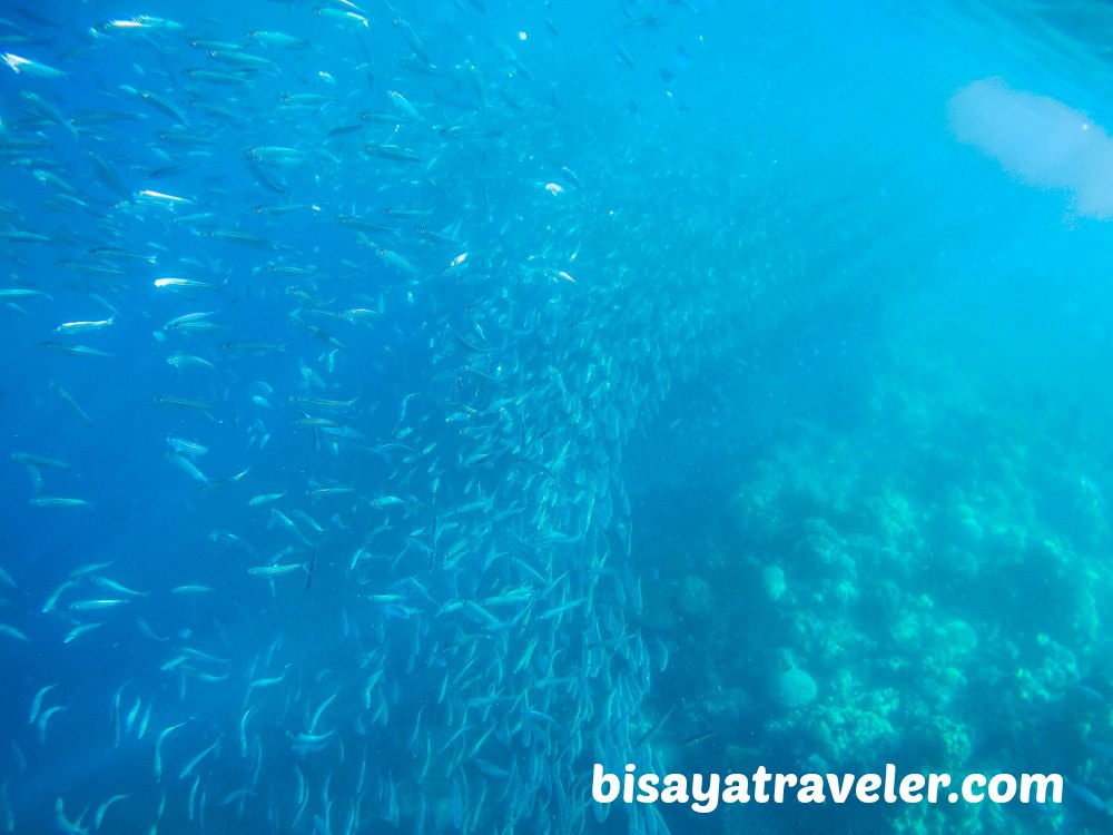 Pescador Island and Sardines Run: Cebu's Underwater Spectacles