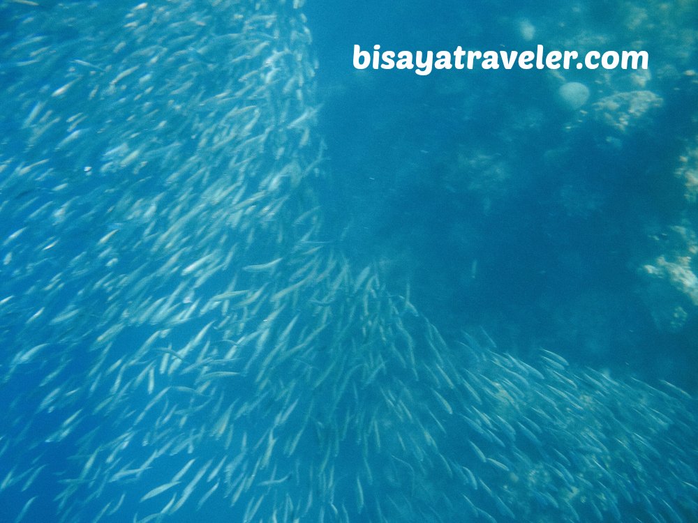 Pescador Island and Sardines Run: Cebu's Underwater Spectacles