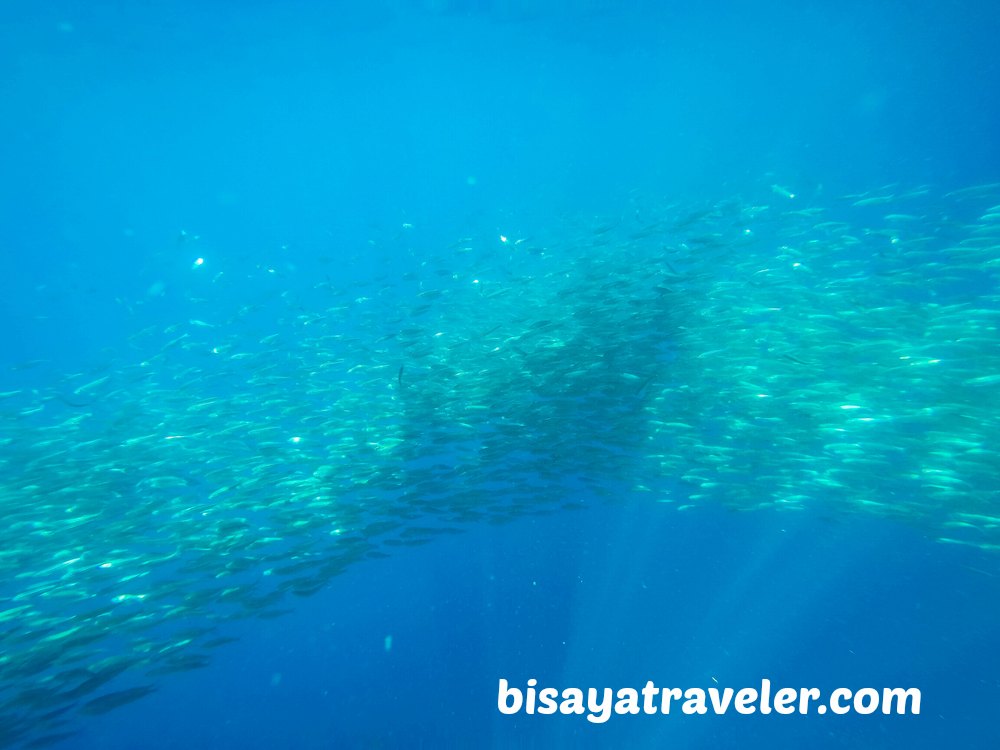 Pescador Island and Sardines Run: Cebu's Underwater Spectacles