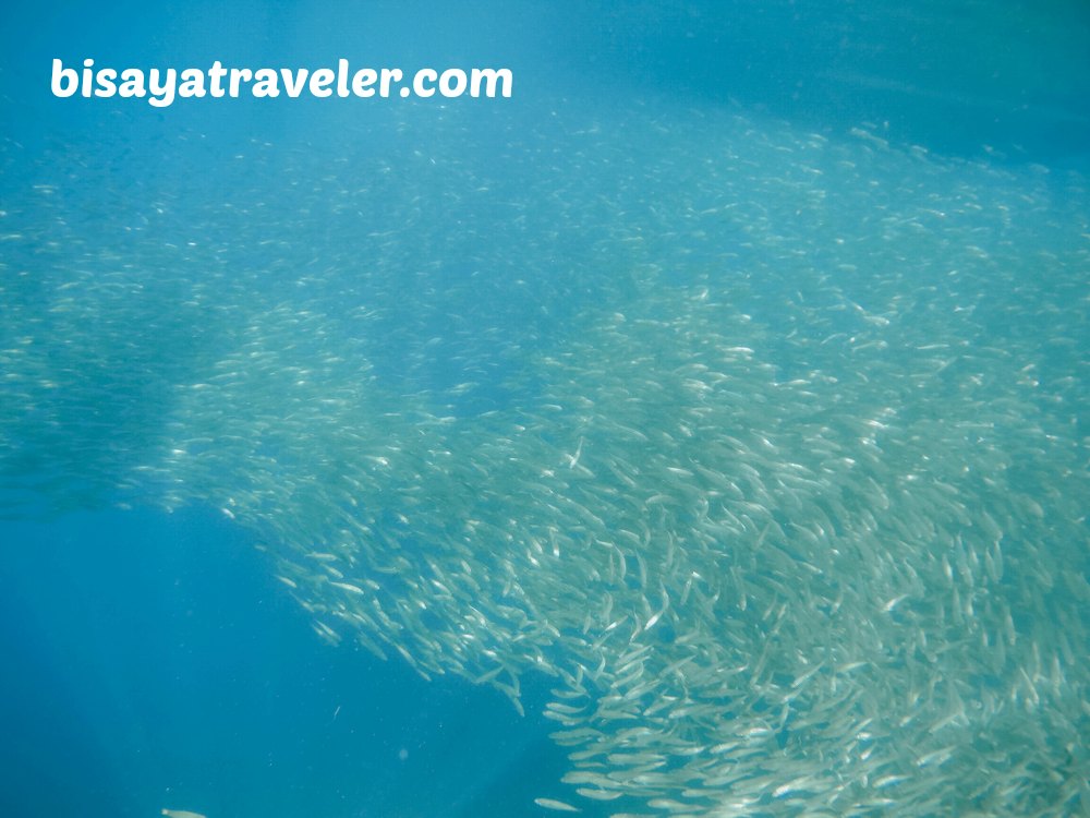 Pescador Island and Sardines Run: Cebu's Underwater Spectacles