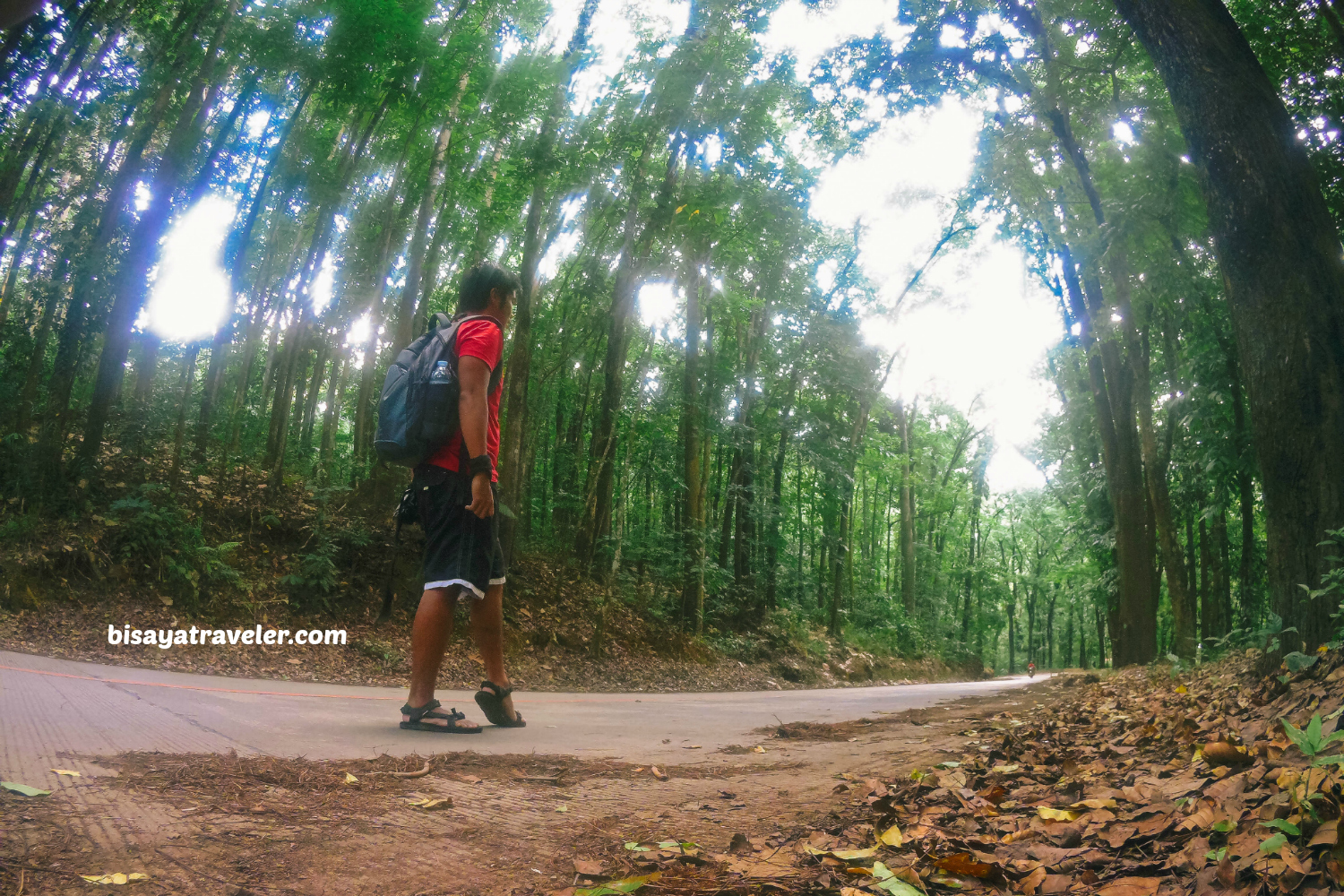 Campo 7 Man-Made Forest: A Mysterious Eye-opening Experience In Cebu