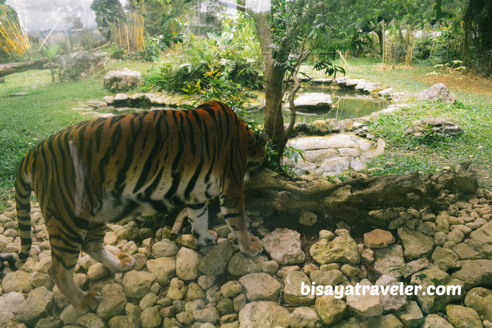 Cebu Safari And Adventure Park: An Irresistible Up-And-Coming Wildlife Haven