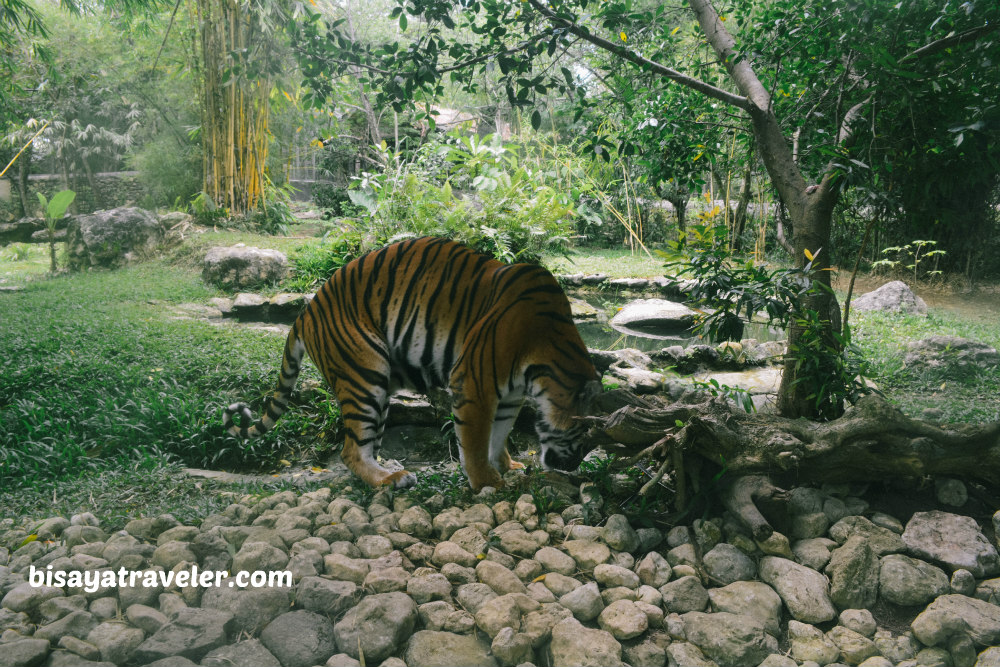 Cebu Safari And Adventure Park: An Irresistible Up-And-Coming Wildlife Haven