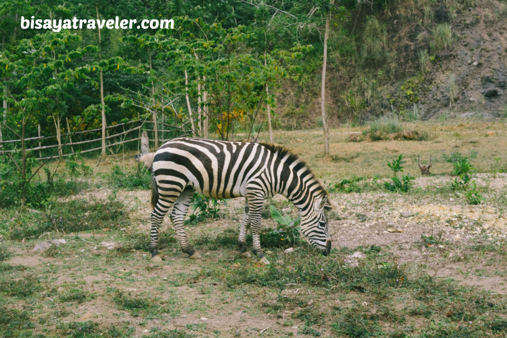 Cebu Safari And Adventure Park: An Irresistible Up-And-Coming Wildlife Haven