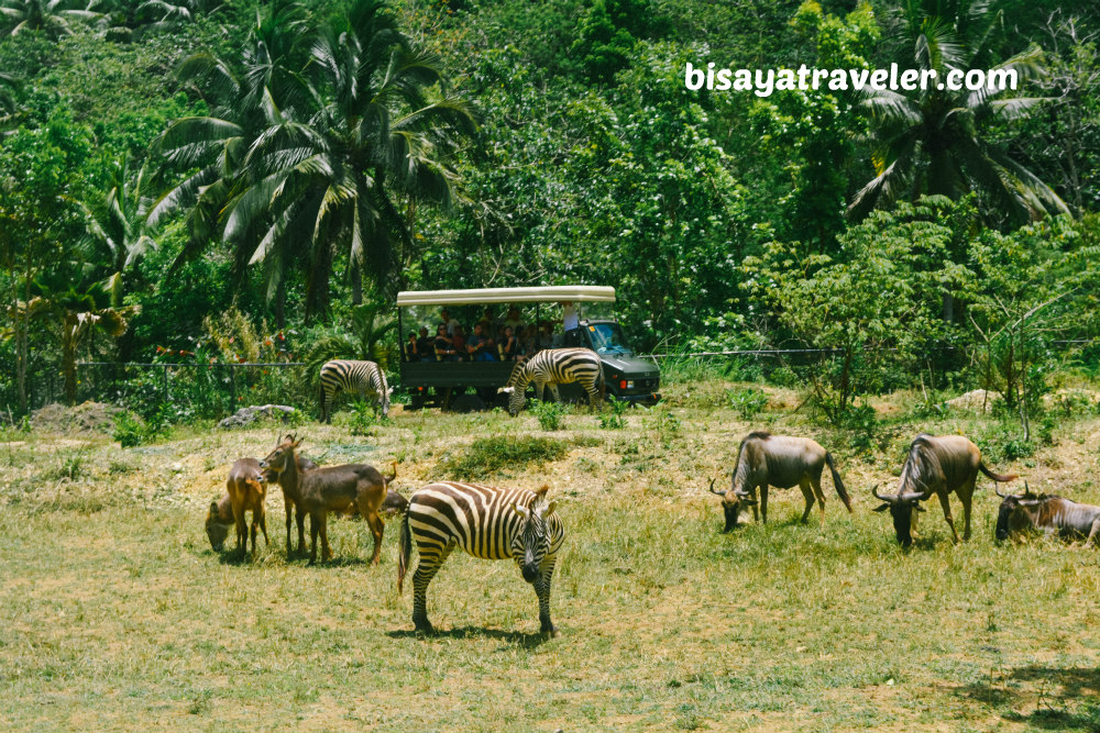 Cebu Safari And Adventure Park: An Irresistible Up-And-Coming Wildlife Haven