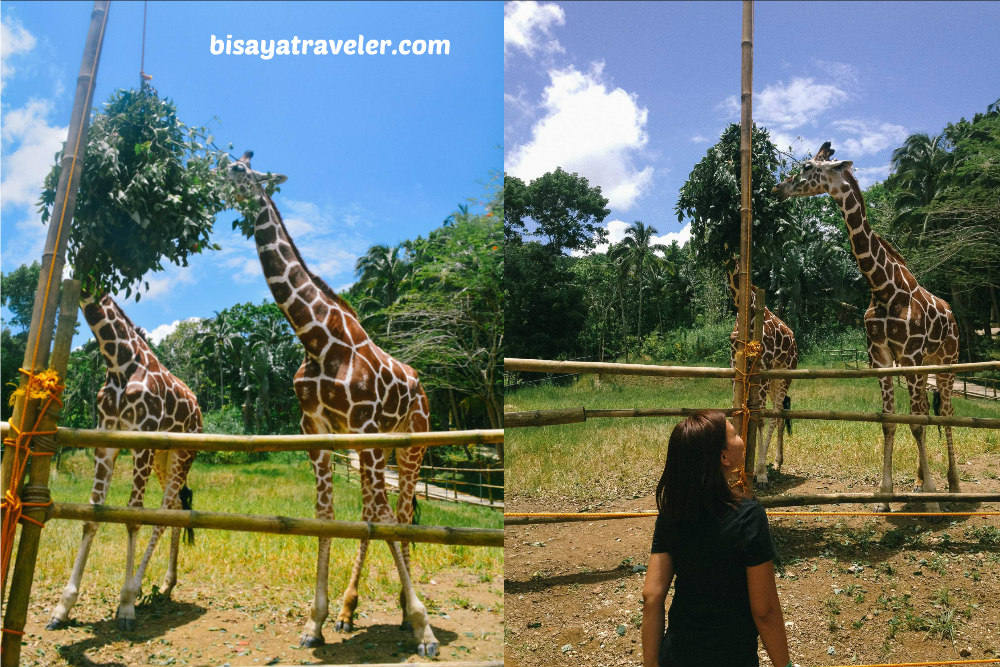 Cebu Safari And Adventure Park: An Irresistible Up-And-Coming Wildlife Haven