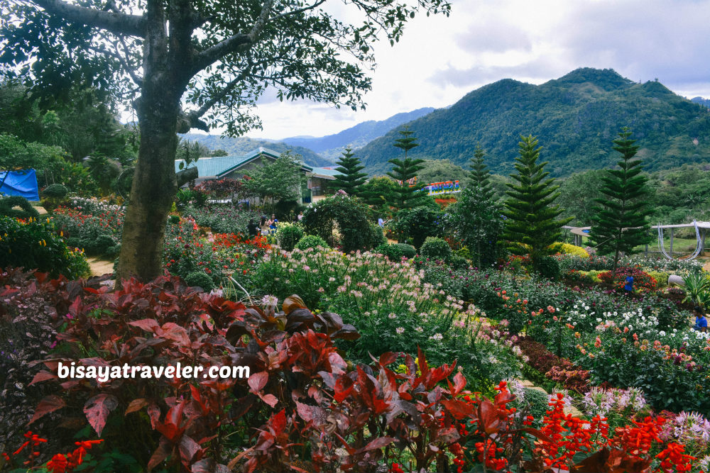 Buwakan Ni Alejandra: Balamban’s Surprisingly Wondrous Garden