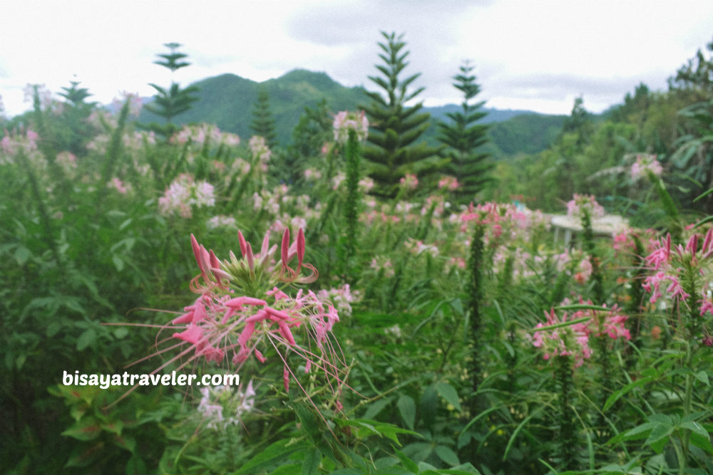 Buwakan Ni Alejandra: Balamban’s Surprisingly Wondrous Garden