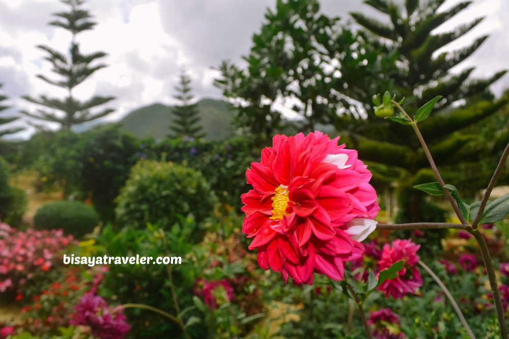 Buwakan Ni Alejandra: Balamban’s Surprisingly Wondrous Garden