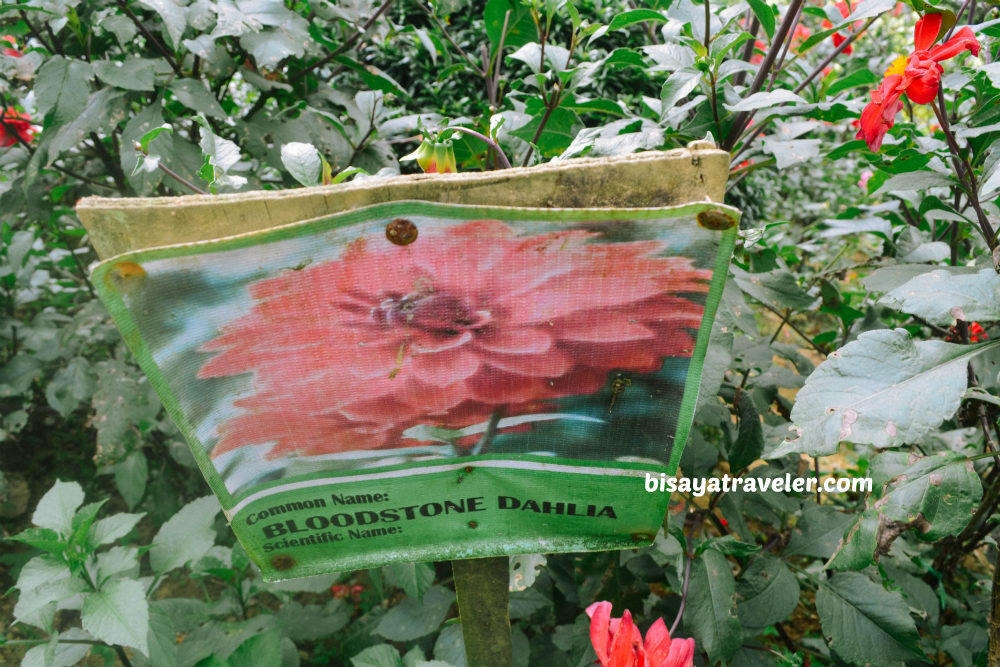 Buwakan Ni Alejandra: Balamban’s Surprisingly Wondrous Garden