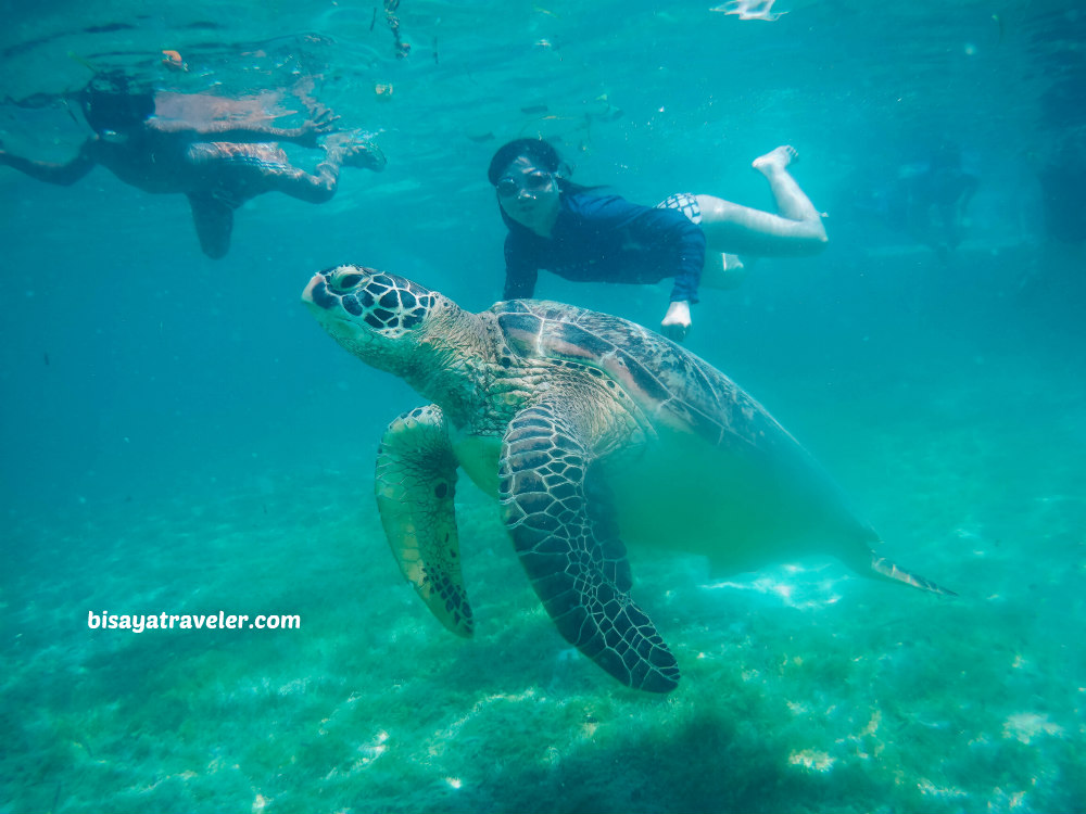 Turtle Point, Moalboal, Cebu